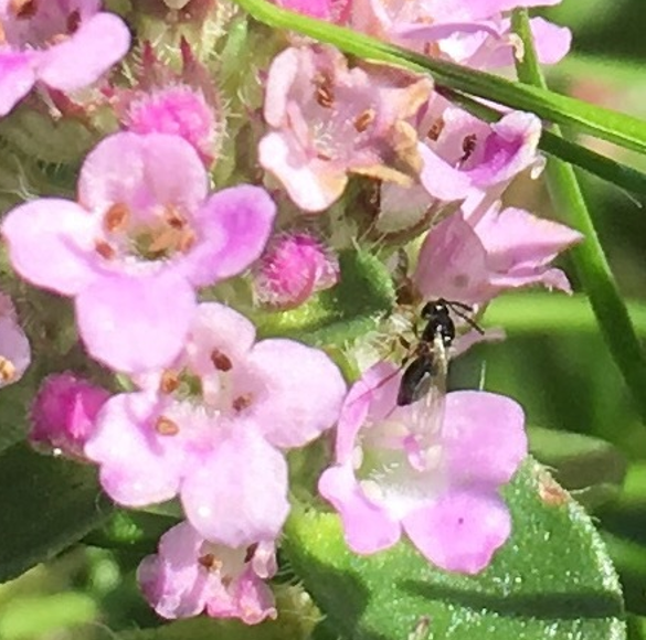 Creeping thyme 